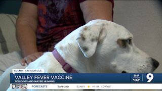 Valley Fever: Pet vaccine may be available soon