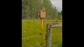 Solar/Battery powered livestock gate
