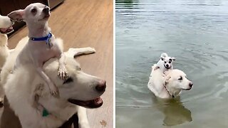 CHEEKY CHIHUAHUA HITCHES A RIDE ON THE BACK OF HIS BEST FRIEND