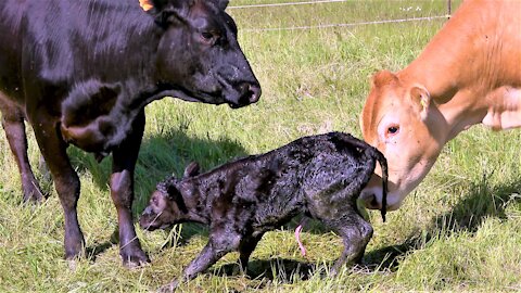 Mother cow encourages her newborn calf to take his first steps
