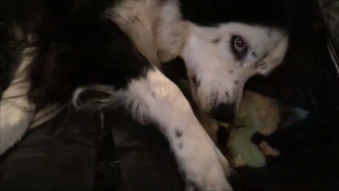 Guilty Dog Destroys Couch, Tries To Hide It From Owner