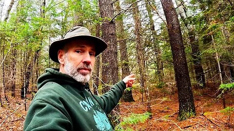 Off Grid Property Tour | Managing the Forest for Wildlife and Food