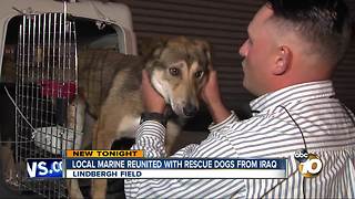 Local Marine reunited with rescue dogs from Iraq