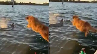 Dog sees dolphin in the water, jumps after it
