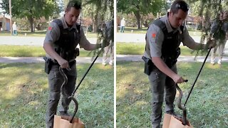 Police rescue 6-foot snake from roadway