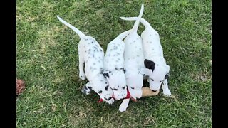 Dalmatian Puppies Line Up In A Row While Playing With A Toy