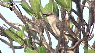 Push by lawmakers to change Florida's state bird