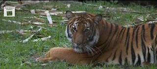 Palm Beach Zoo prepares animals, habitats for cold weather