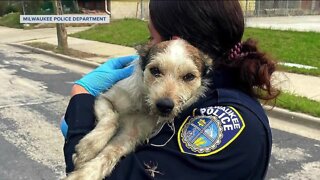 Owner of dog rescued from fire thanks community for support, shares update on Loki's condition