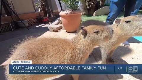 Smart Shopper Summer of Fun: Meeting capybaras at the Phoenix Herpetological Society