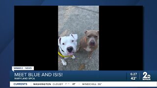 Blue and Isis the dogs are up for adoption at the Maryland SPCA