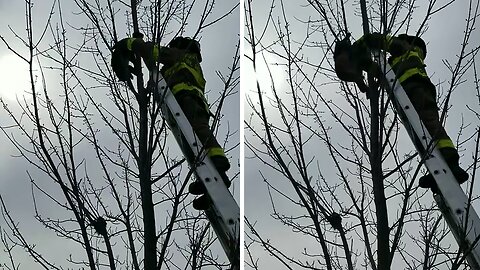 Firefighters rescue cat stuck in a tree
