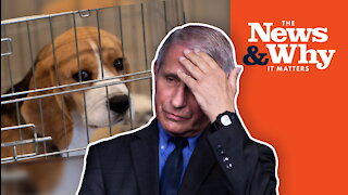 WHAT!? Did Fauci REALLY Fund Cruel Experiments on DOGS? | Ep 891