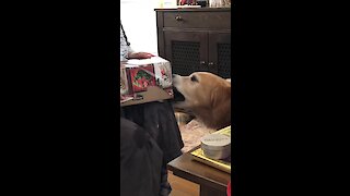Super smart dog learns how to unwrap gifts