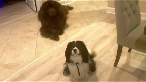 Newfoundland and Cavalier don’t know there’s a new Kitten in town!