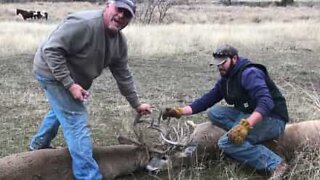 Deer need to be rescued after getting their antlers stuck together