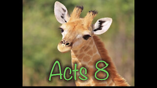 Read the Bible with me. Acts 8