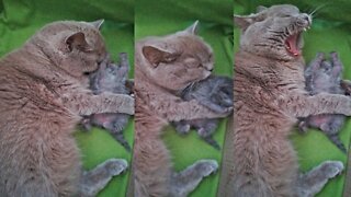 Mother cat adorably hugs & kisses her kitten