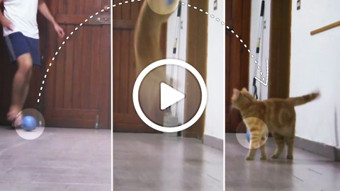 Sissi The Red Cat - The best goalkeeper in meow world!