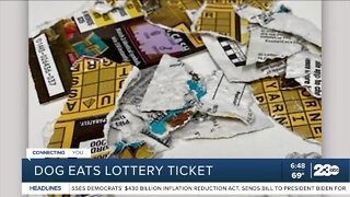 Couple writes letter to lottery officials with photos after dog destroys their tickets