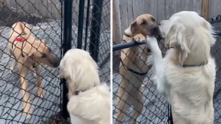 Dogs preciously greet each other over fence
