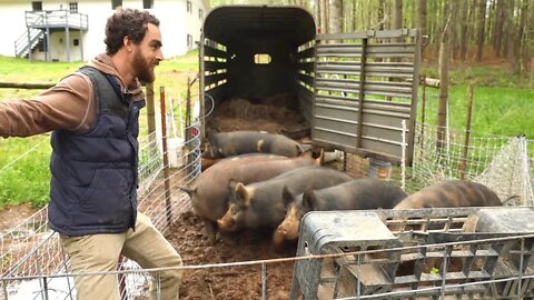 Best Way to Load Pigs on a Trailer | Taking Hogs to Butcher