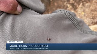 Veterinarian collecting ticks for research study