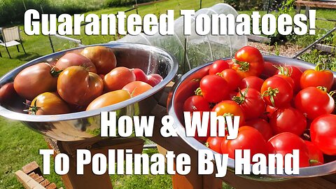 Guaranteed Tomatoes: How & Why To Pollinate Tomatoes By Hand