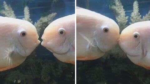 When your fish have a better love life than you