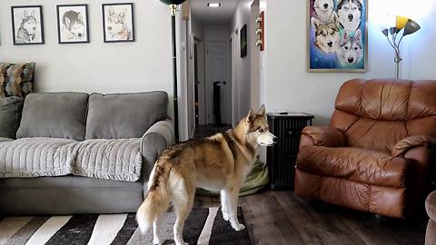 Confused husky participates in 'what the fluff' challenge