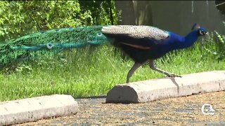 Argus, the North Olmsted peacock, ruffles some feathers with loud mating call
