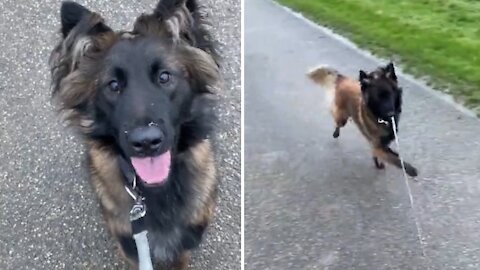 Crazy dog thinks leash is chew toy, makes it impossible for walking