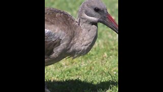 La de da Hadeda: Cool facts about South Africa’s favourite bird (2)