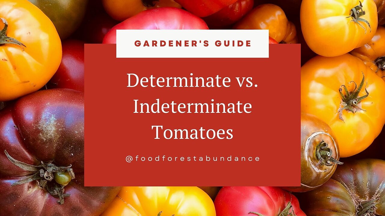 Determinate vs. Indeterminate Tomatoes