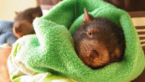 These Are the First Wild Tasmanian Devil Babies in 3,000 Years