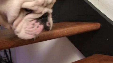 Lazy Bulldog Takes His Time And Slowly Descends Down Staircase