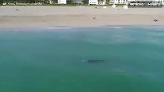 Drone mostra tubarão-tigre extremamente perto de banhistas em Miami