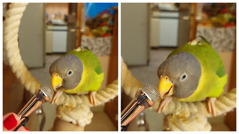 Parrot sings and blows kisses into a tiny microphone