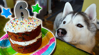 How to make a Funfetti birthday cake for dogs