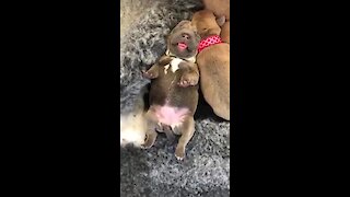 Newborn Staffordshire Bull Terrier is such a squishy sleeper