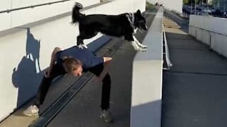 Agile dog practices parkour with owner