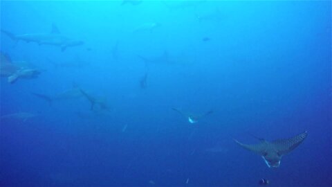 Fearless stingrays swim right through hammerhead shark gauntlet
