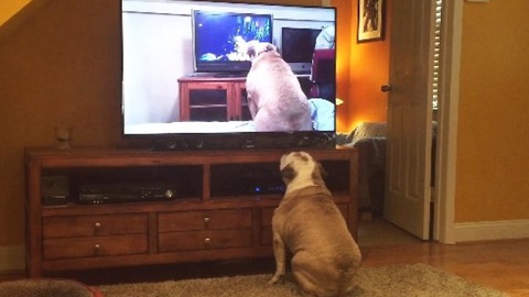 Bulldog Watches Viral Video Of Herself, Her Reaction Left Us Speechless!