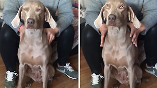 Pampered pup hilariously begs owner for more massages