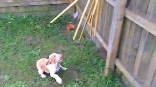Joyful Bracco Italiano puppy plays with wind chimes