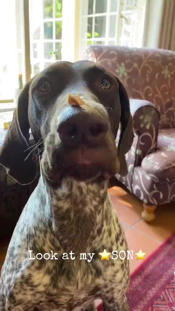German Shorthaired Pointer is licking peanut butter off of his nose!.mp4