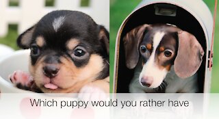 Which puppy would you rather have
