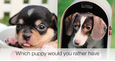 Which puppy would you rather have