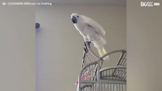 Cockatoo perfectly mimics barking dog
