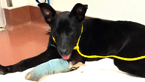 Injured Dog Given To Shelter Makes An Incredible Recovery